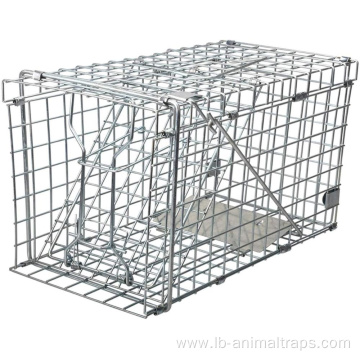 Squirrel Trap Collapsible Humane Live Squirrel Cage Trap